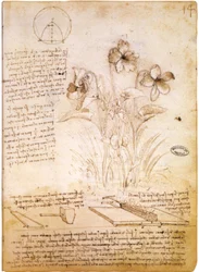 Figures géométriques et dessin botanique